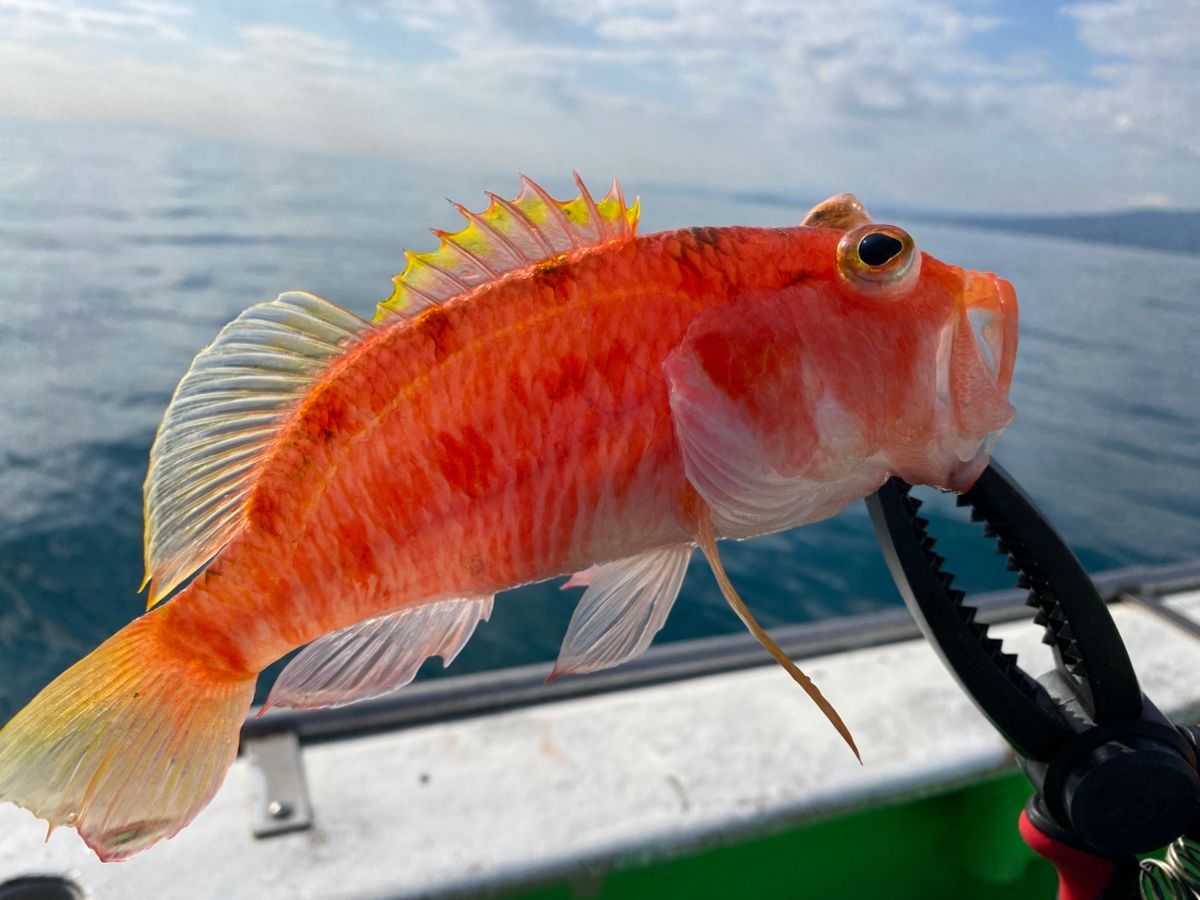 湘南のかつさんの釣果 2枚目の画像