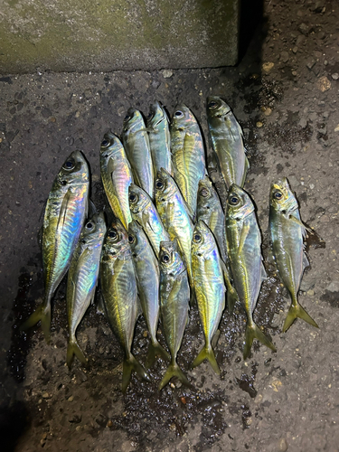 アジの釣果