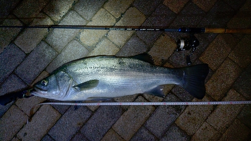 ヒラスズキの釣果