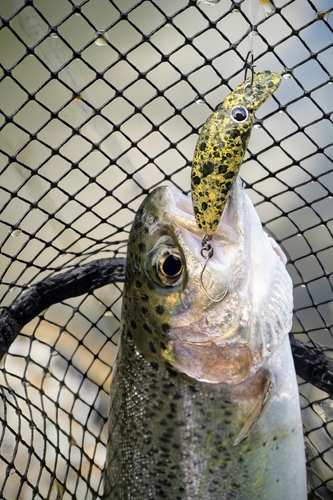 ニジマスの釣果