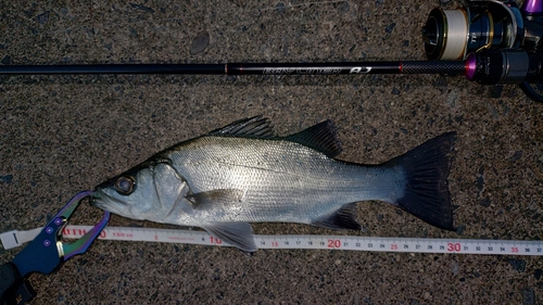 ヒラスズキの釣果