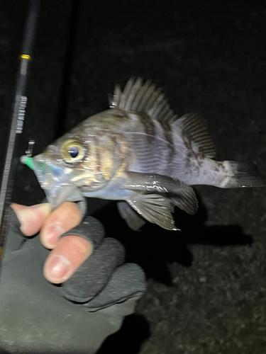 メバルの釣果