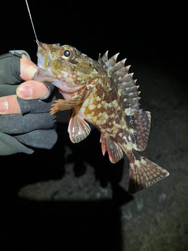 カサゴの釣果