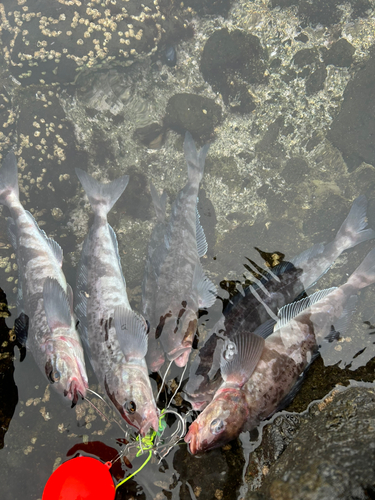 ホッケの釣果