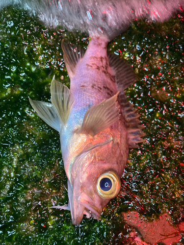 メバルの釣果