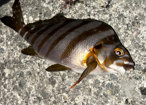 タカノハダイの釣果