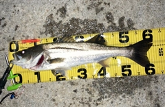 シーバスの釣果