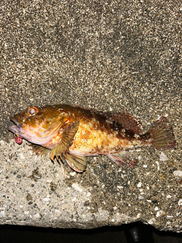 カサゴの釣果