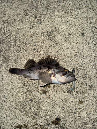 クロソイの釣果