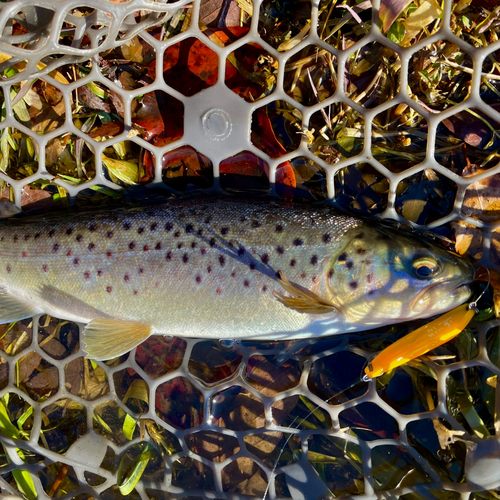 ブラウントラウトの釣果