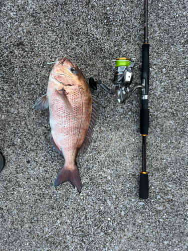 マダイの釣果