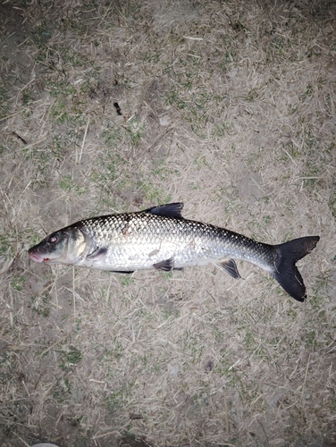 ニゴイの釣果