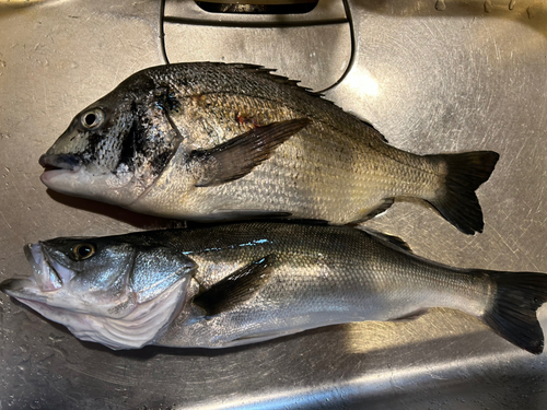 チヌの釣果