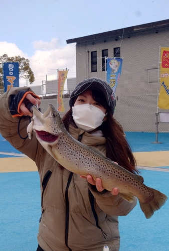 ブラウントラウトの釣果