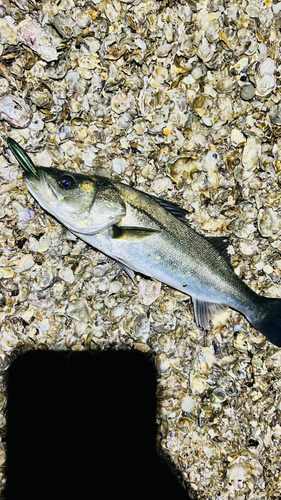 スズキの釣果