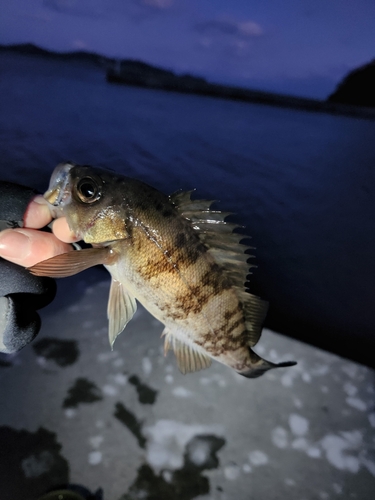 シロメバルの釣果