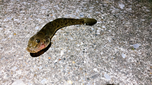 マハゼの釣果