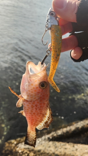 オオモンハタの釣果