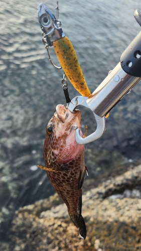 オオモンハタの釣果