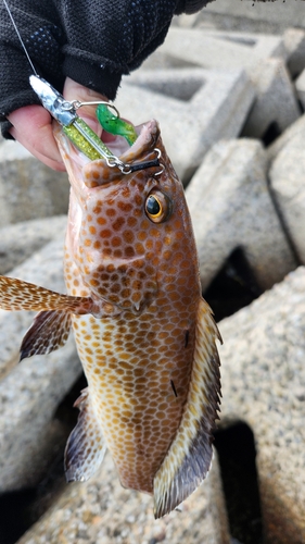 オオモンハタの釣果