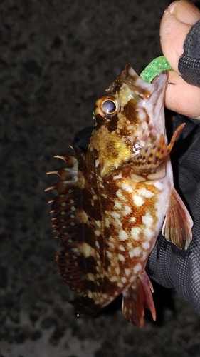 カサゴの釣果