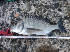 クロダイの釣果