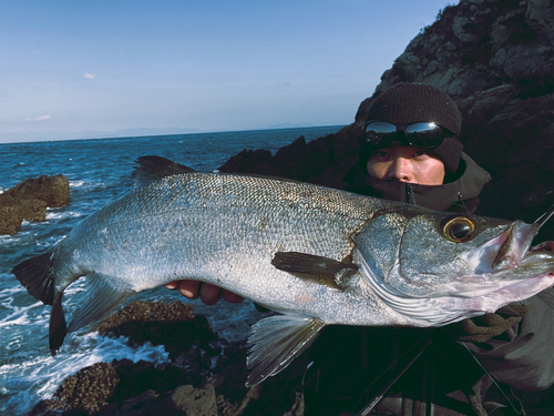 ヒラスズキの釣果