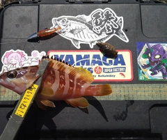 アカハタの釣果