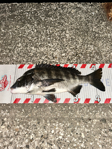 クロダイの釣果