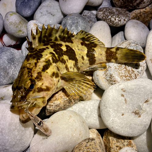 タケノコメバルの釣果