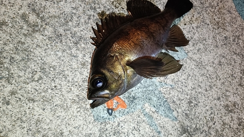 シロメバルの釣果