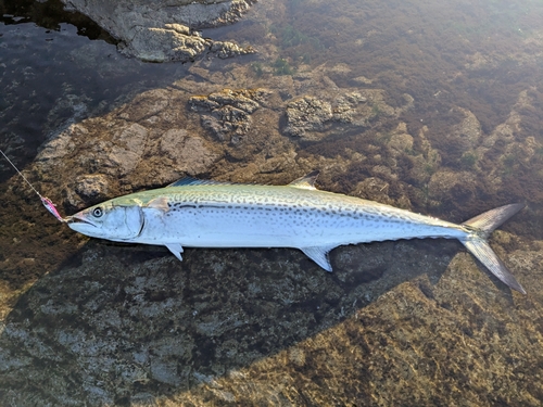 サワラの釣果