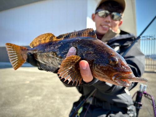 アイナメの釣果