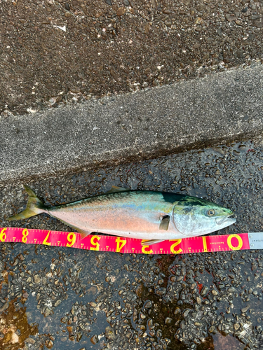 ブリの釣果