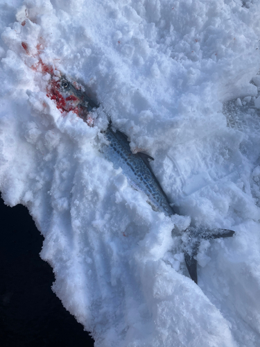 サゴシの釣果