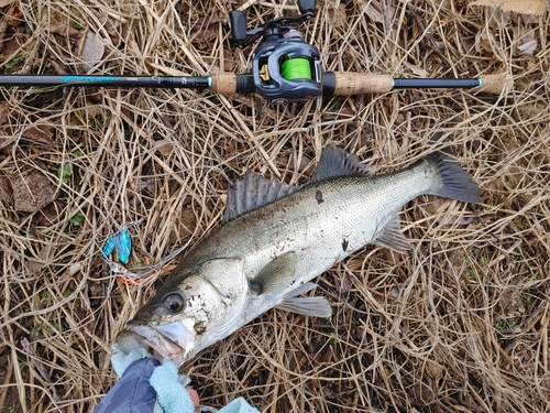 マルスズキの釣果