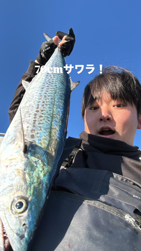 サワラの釣果