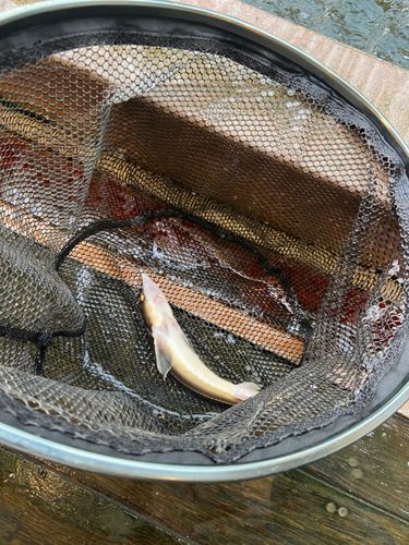 チョウザメの釣果