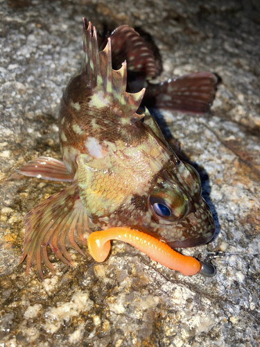 カサゴの釣果