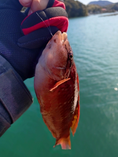 ベラの釣果