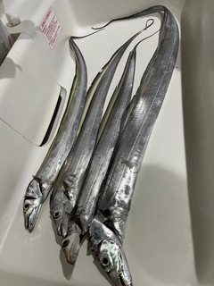 タチウオの釣果