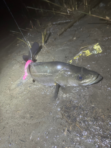 スズキの釣果