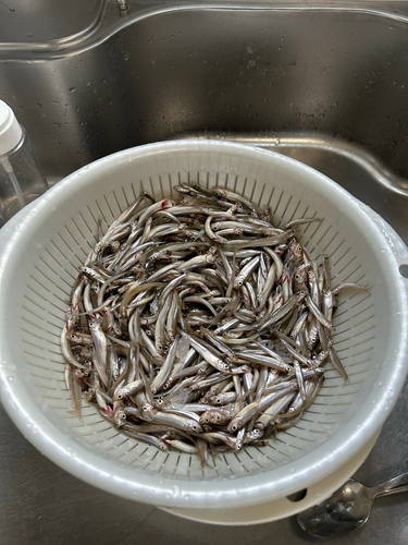 ワカサギの釣果