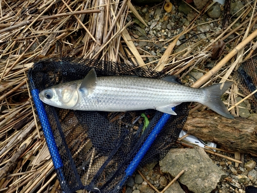 ボラの釣果