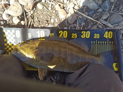 スモールマウスバスの釣果