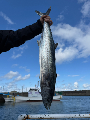 サワラの釣果