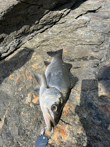 ヒラスズキの釣果