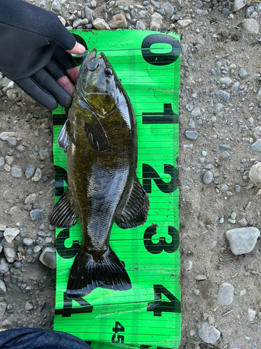 スモールマウスバスの釣果