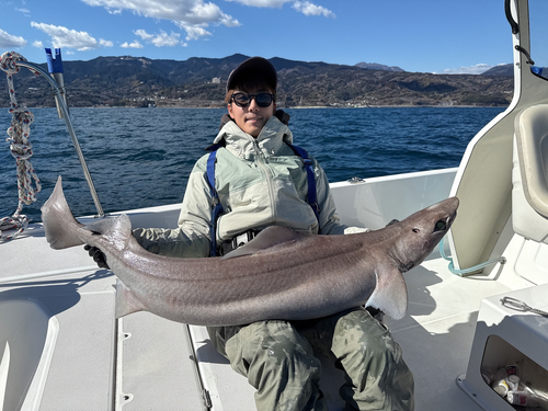 モミジザメの釣果