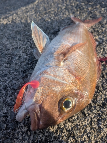 マダイの釣果